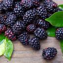 IQF Blackberries